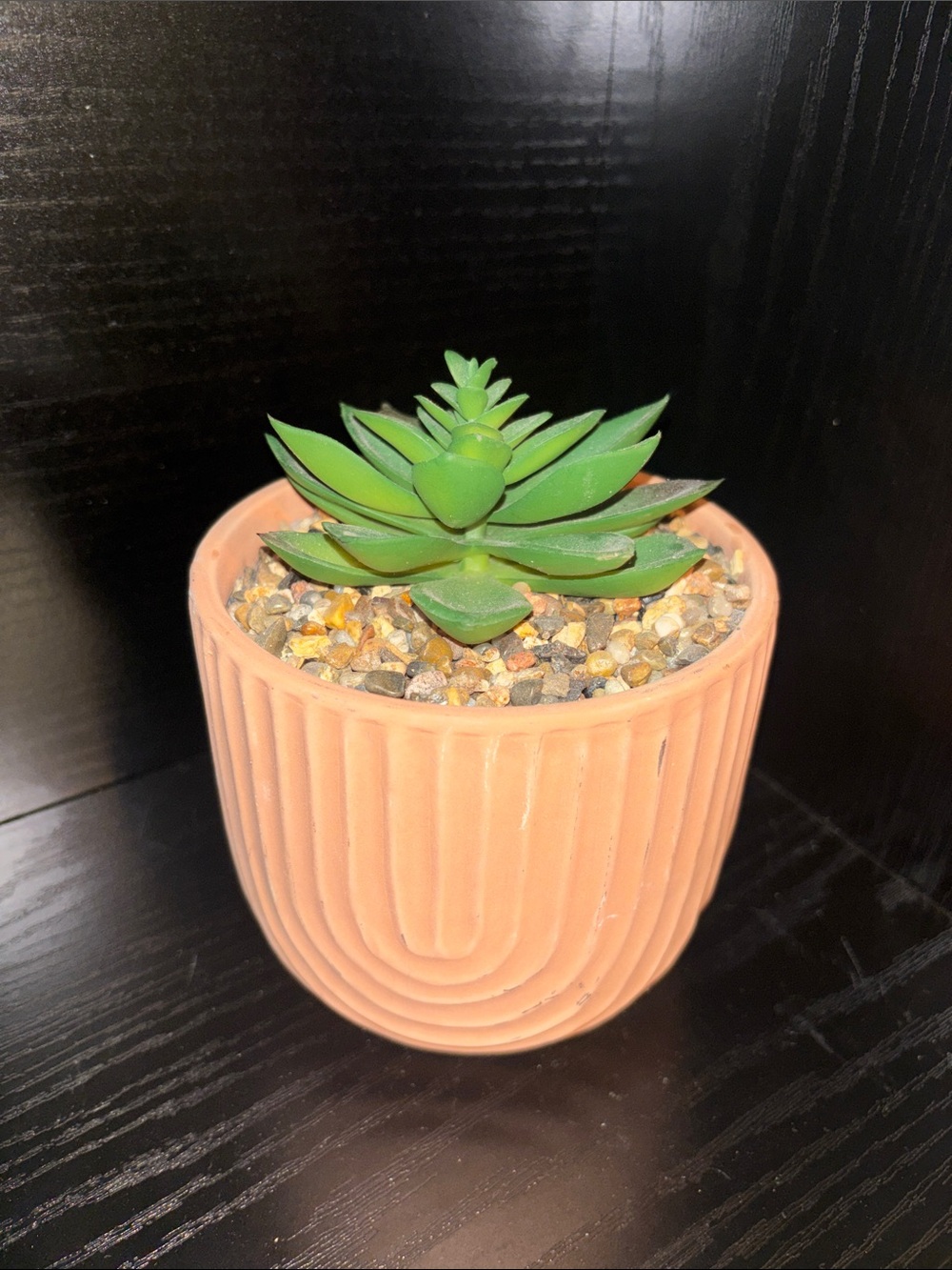 Green Succulent in Terracotta-Style Ribbed Planter - Home Accents